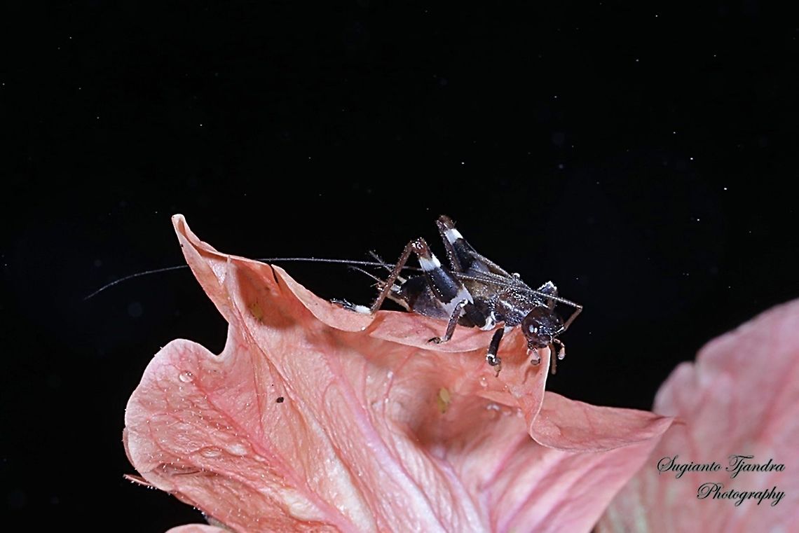 Bush Cricket  Geotagged,Indonesia,Spring
