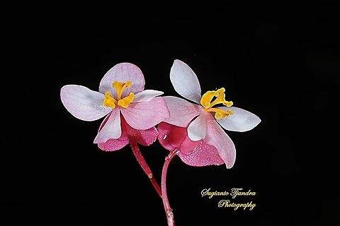 Begonia Grandis 'Heron's Pirouette', Begoniaceae  Begonia grandis,Geotagged,Hardy begonia,Indonesia,Spring