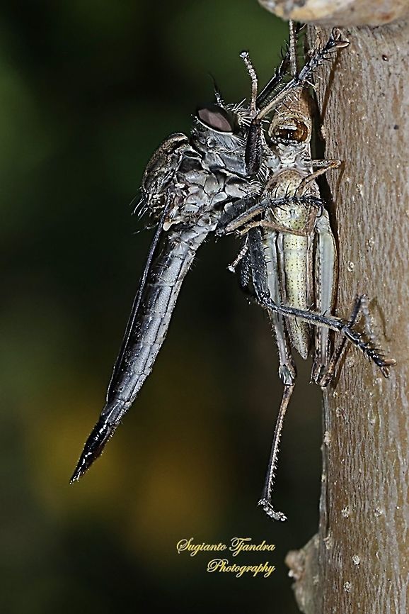 Black Robber fly, Asilidae with prey  Geotagged,Indonesia,Spring