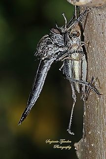 Black Robber fly, Asilidae with prey  Geotagged,Indonesia,Spring