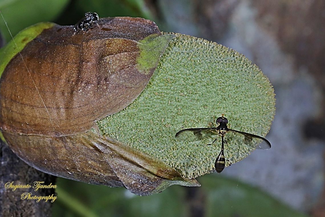 Soldier Wasp-fly, Parastratiosphecomyia stratiosphecomyioides, Stratiomyidae  Geotagged,Indonesia,Spring