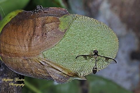 Soldier Wasp-fly, Parastratiosphecomyia stratiosphecomyioides, Stratiomyidae  Geotagged,Indonesia,Spring