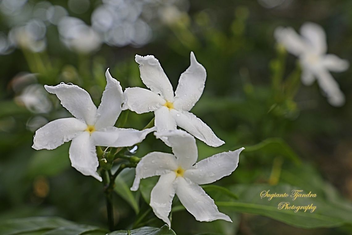 Chinese star jasmine flower, Trachelospermum jasminoides  Fall,Geotagged,Malaysia,Trachelospermum jasminoides