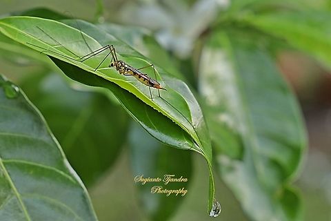Tiger Crane fly, Nephrotoma  Fall,Geotagged,Malaysia