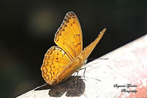 Common Yeoman (Cirrochroa tyche rotundata)  Cirrochroa tyche,Common yeoman,Fall,Geotagged,Malaysia
