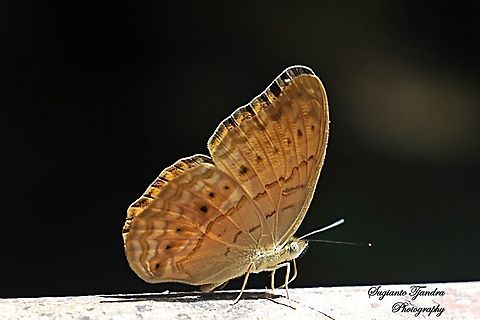 Common Yeoman (Cirrochroa tyche rotundata)  Cirrochroa tyche,Common yeoman,Fall,Geotagged,Malaysia