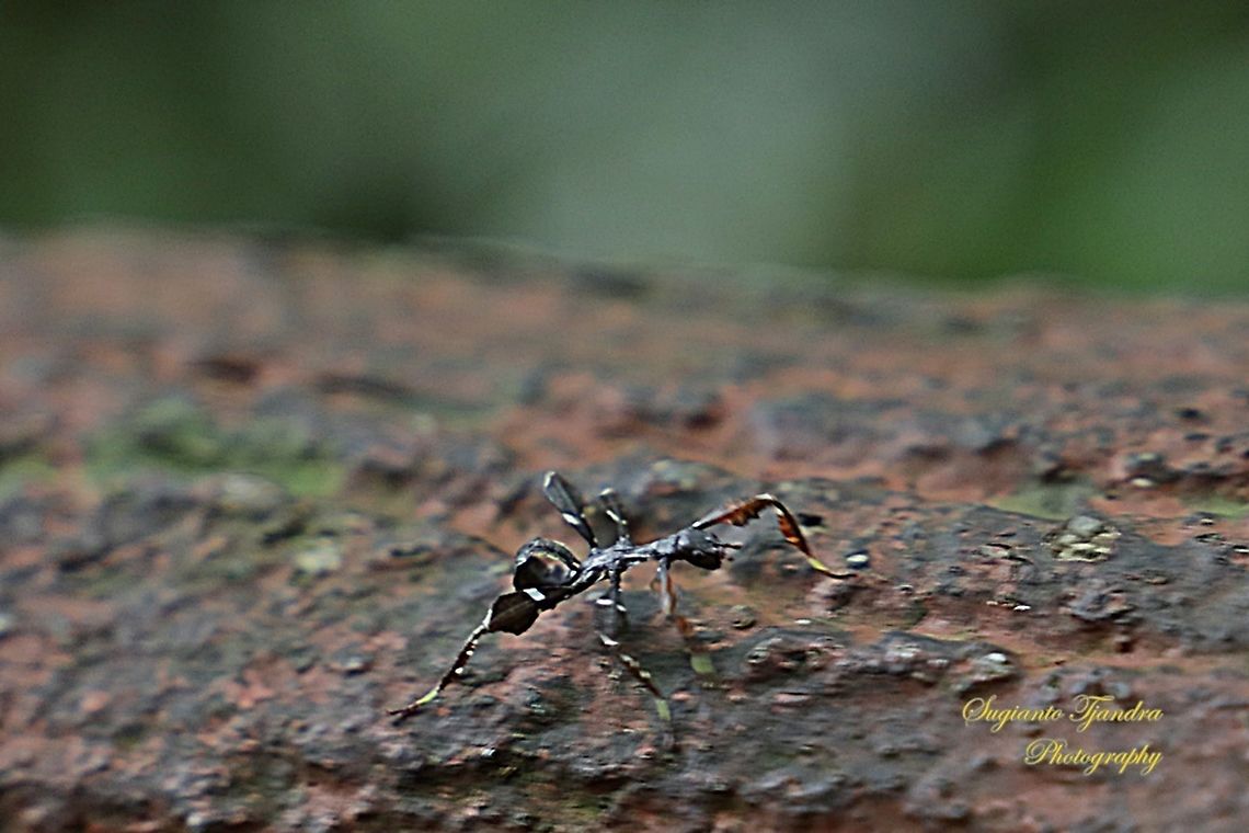 Spiny Leaf/Stick Insect (Extatosoma tiaratum) nymph  Fall,Geotagged,Malaysia