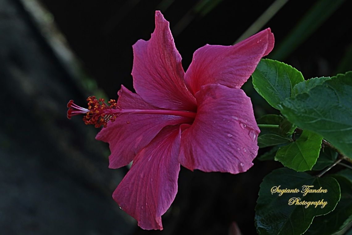 Pinkish Red Hibiscus flower  Fall,Geotagged,Malaysia
