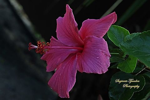 Pinkish Red Hibiscus flower  Fall,Geotagged,Malaysia