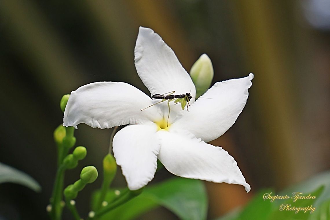 Asian Ant Mantis (Odontomantis planiceps)  Asian Ant Mantis,Fall,Geotagged,Malaysia,Odontomantis planiceps