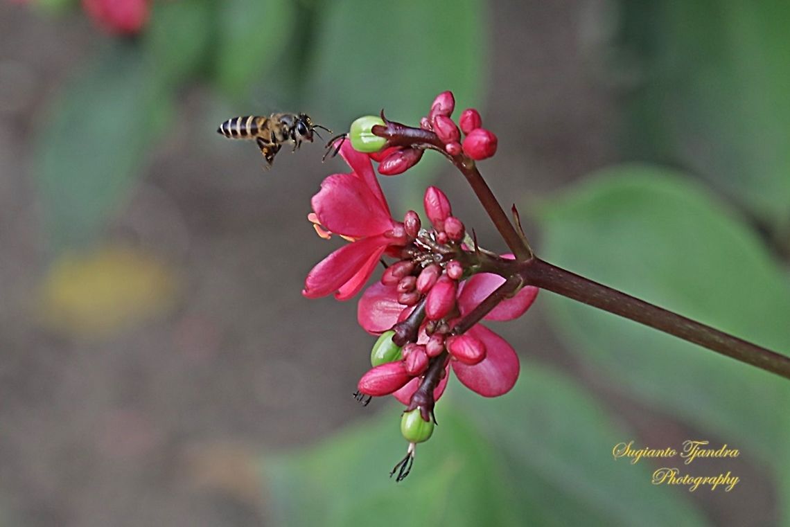 Honey Bee  Fall,Geotagged,Malaysia