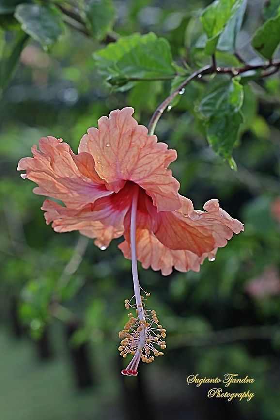 Bunga Kembang Sepatu, Hibiscus  Fall,Geotagged,Malaysia