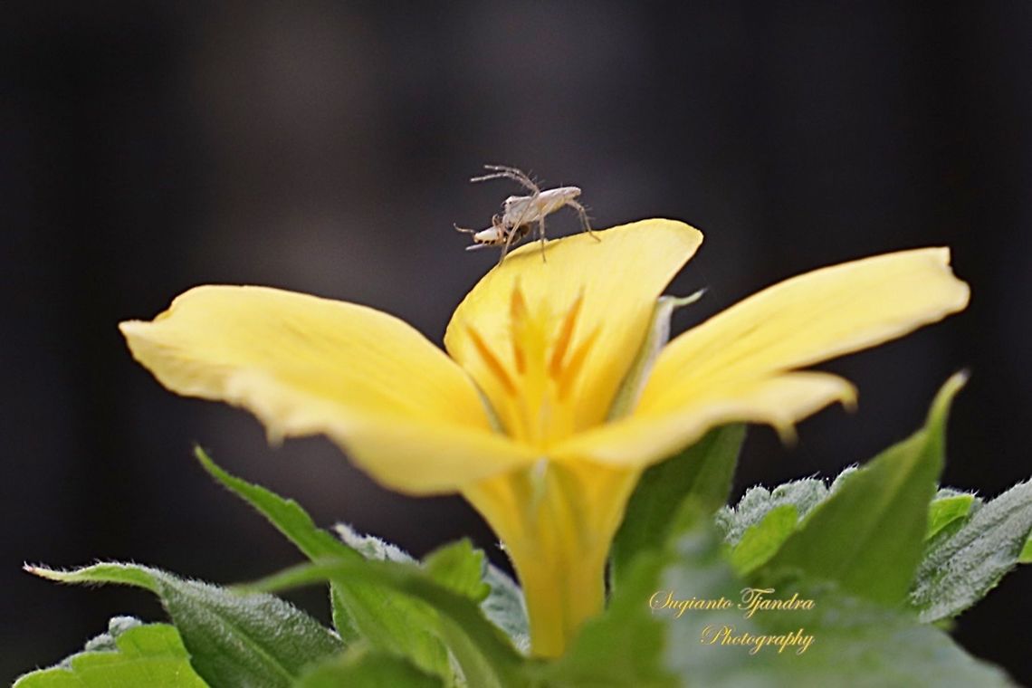 Lynx Spider w/prey (unknown Genus)  Fall,Geotagged,Malaysia