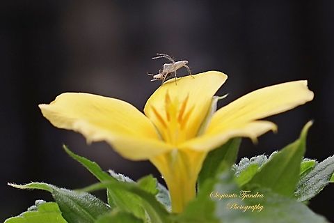Lynx Spider w/prey (unknown Genus)  Fall,Geotagged,Malaysia