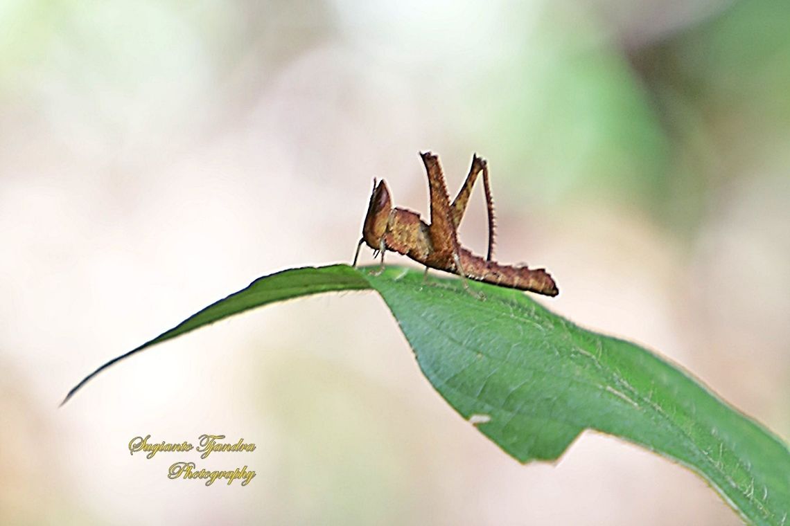 Brown Monkey Hopper, Erucius sp.  Fall,Geotagged,Malaysia
