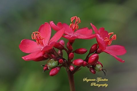 Red Batavia Flower (Jatropha pandurifolia)  Fall,Geotagged,Jatropha pandurifolia,Malaysia