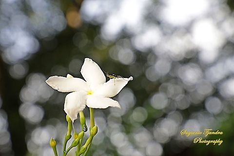 Asian Ant Mantis (Odontomantis planiceps) on the Chinese Star Jasmine flower  Asian Ant Mantis,Fall,Geotagged,Malaysia,Odontomantis planiceps