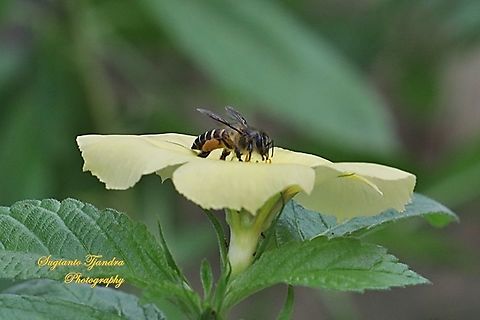 Honey bee  Fall,Geotagged,Malaysia