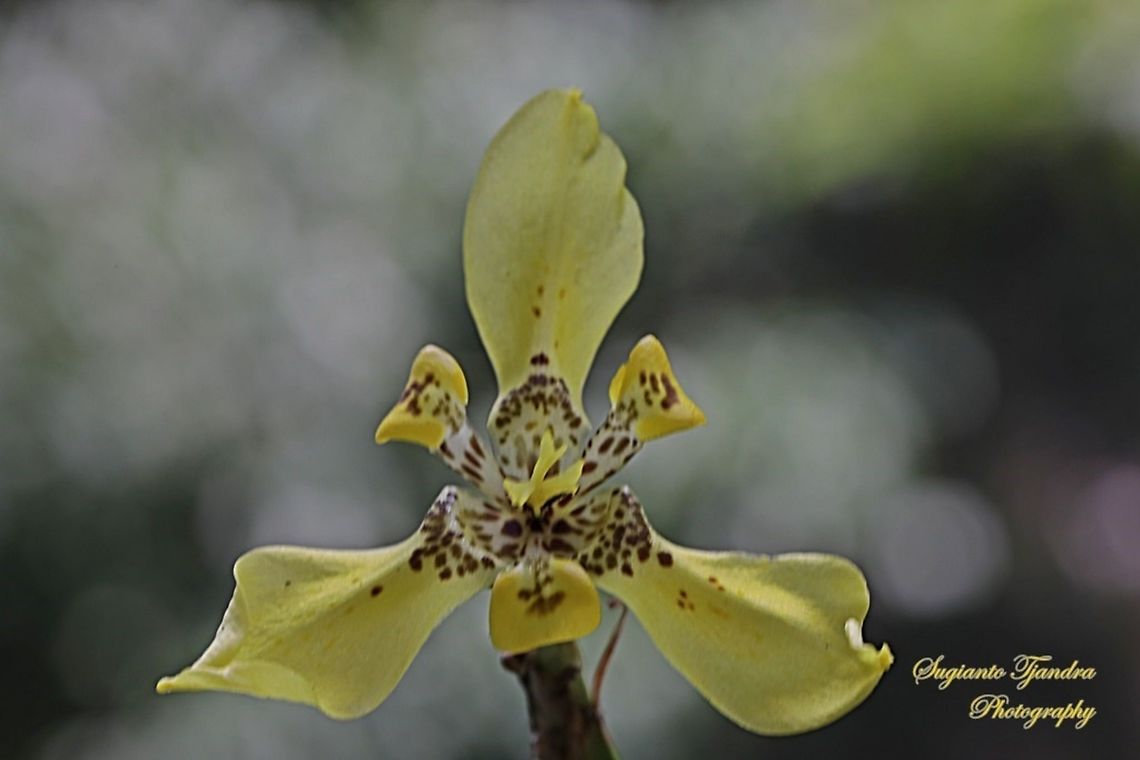 Airis flower, Iris Sp, Iridaceae  Geotagged,Indonesia,Spring