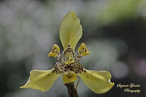 Airis flower, Iris Sp, Iridaceae  Geotagged,Indonesia,Spring