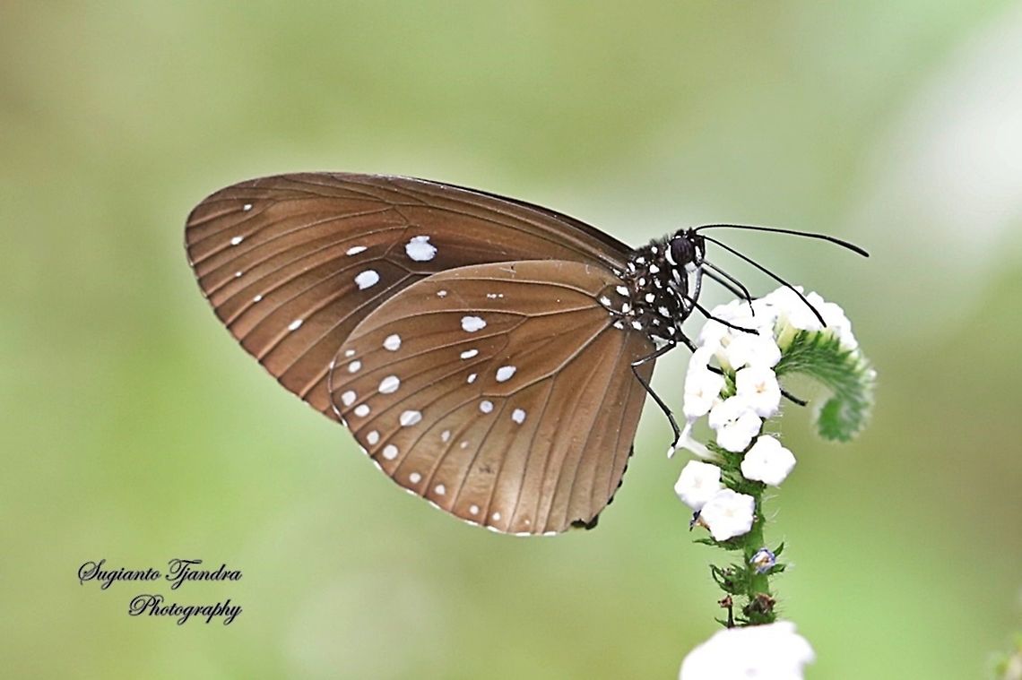 Blue Spotted Crow Butterfly (Euploea Midamus)  Euploea midamus,Geotagged,Indonesia,Spotted blue crow,Spring