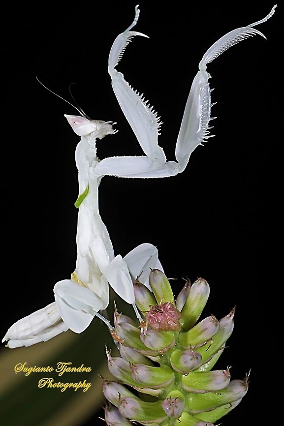 White flower mantis, Hymenopus (Hymenopodidae)  Geotagged,Indonesia,Spring