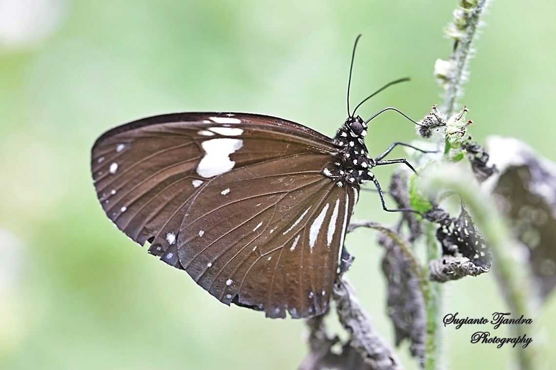 Magpie Crow (Euploea rhadamanthus)  Euploea radamanthus,Geotagged,Indonesia,Magpie crow,Spring