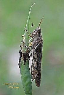 Grasshopper  Geotagged,Indonesia,Spring