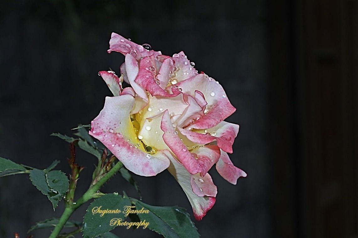 Bicolor Rose  Geotagged,Indonesia,Spring