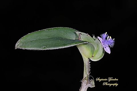 The exotic Rooster flower of weeds  Geotagged,Indonesia,Spring