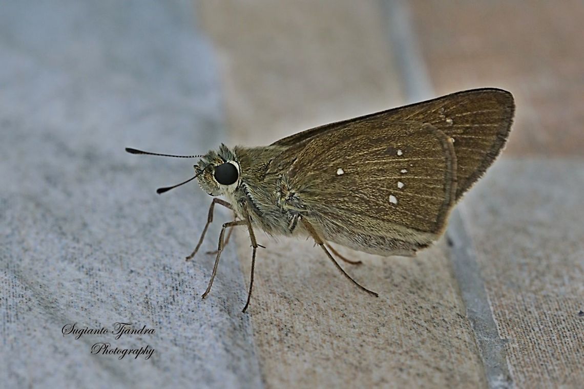 Skipper Butterfly, small branded swift (Pelopidas agna)  Dark branded swift,Geotagged,Indonesia,Pelopidas agna,Spring