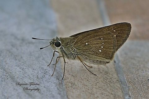 Skipper Butterfly, small branded swift (Pelopidas agna)  Dark branded swift,Geotagged,Indonesia,Pelopidas agna,Spring