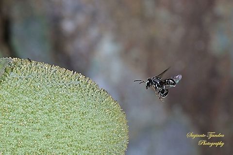 Stingless honey bee (Meliponini)  Geotagged,Indonesia,Spring
