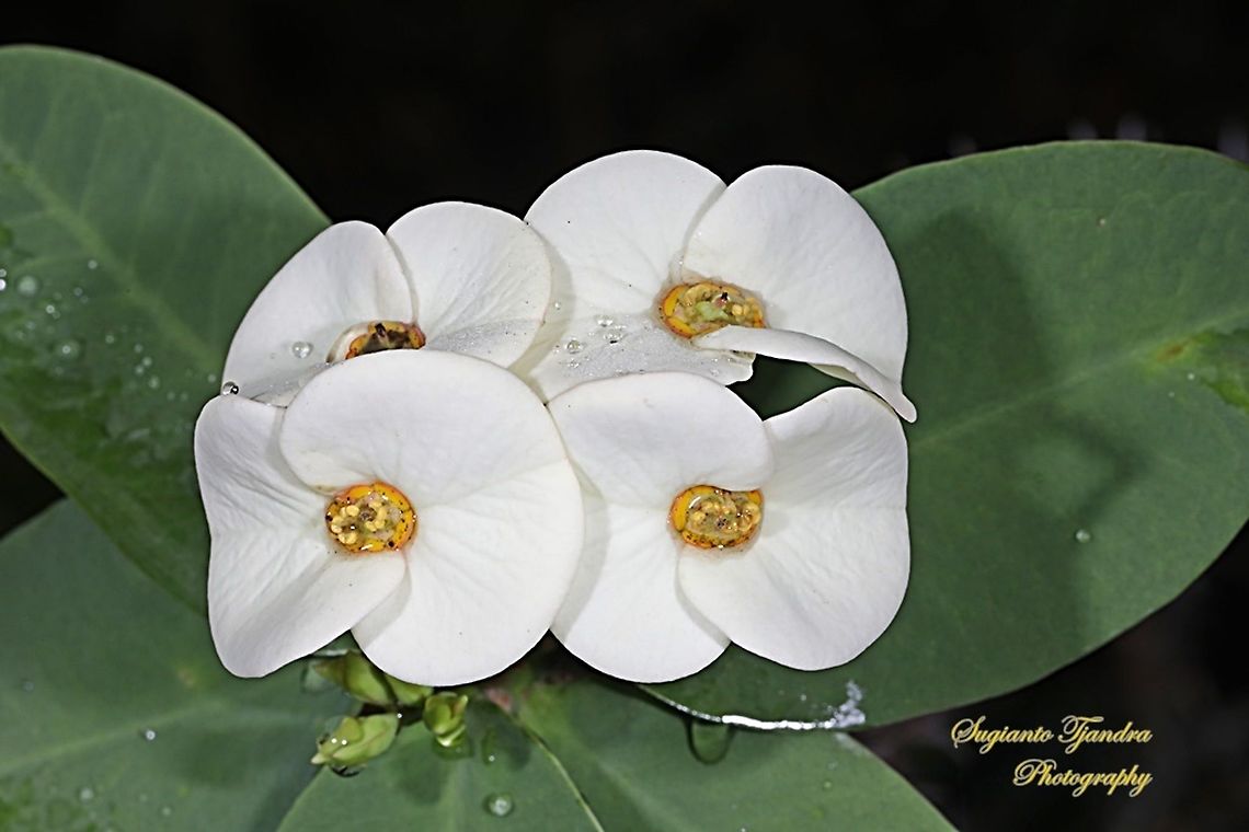 White Euphorbia milii (Crown of Thorns), Euphorbiaceae  Crown of thorns,Euphorbia milii,Geotagged,Indonesia,Spring