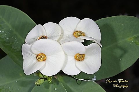 White Euphorbia milii (Crown of Thorns), Euphorbiaceae  Crown of thorns,Euphorbia milii,Geotagged,Indonesia,Spring