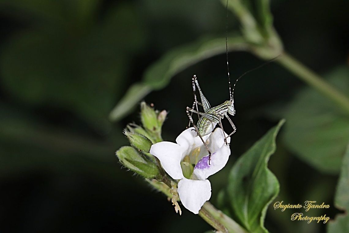 Katydid Nymph  Geotagged,Indonesia,Spring
