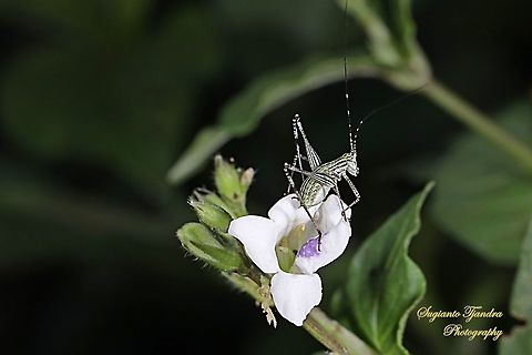 Katydid Nymph  Geotagged,Indonesia,Spring