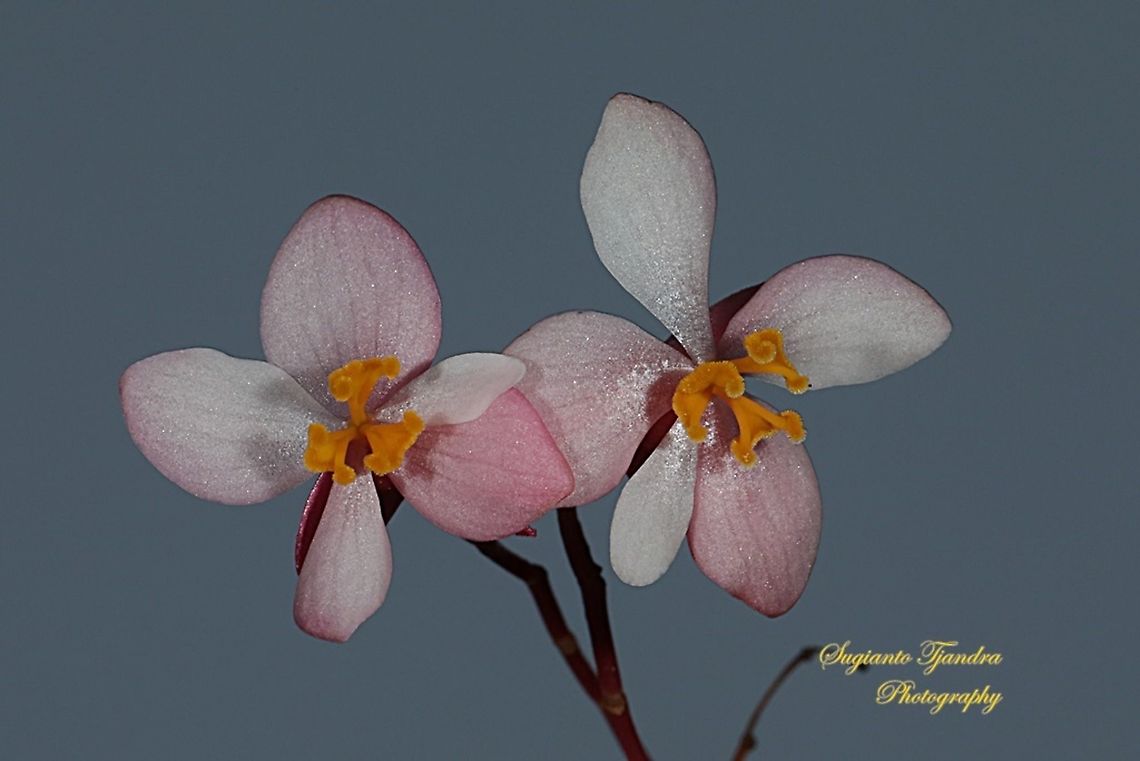 Begonia Grandis 'Heron's Pirouette', Begoniaceae  Geotagged,Indonesia,Spring