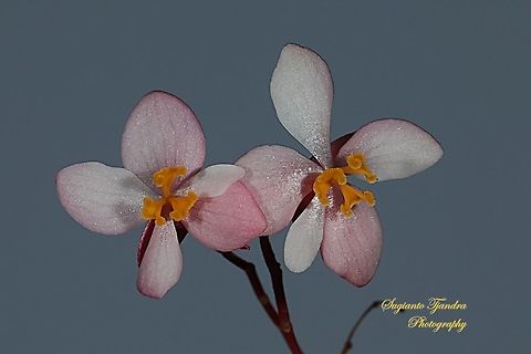 Begonia Grandis 'Heron's Pirouette', Begoniaceae  Geotagged,Indonesia,Spring