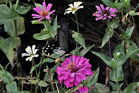 The Common Clubtail Swallowtail Butterfly, Losaria coon coon, (Papilionidae) - male  Geotagged,Great Mormon,Indonesia,Papilio memnon,Spring