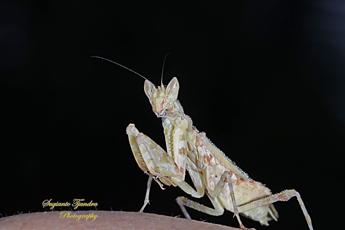 Flower mantis (Creobroter Sp)  Geotagged,Indonesia,Spring