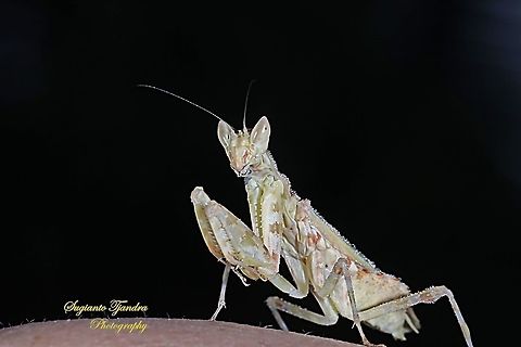 Flower mantis (Creobroter Sp)  Geotagged,Indonesia,Spring