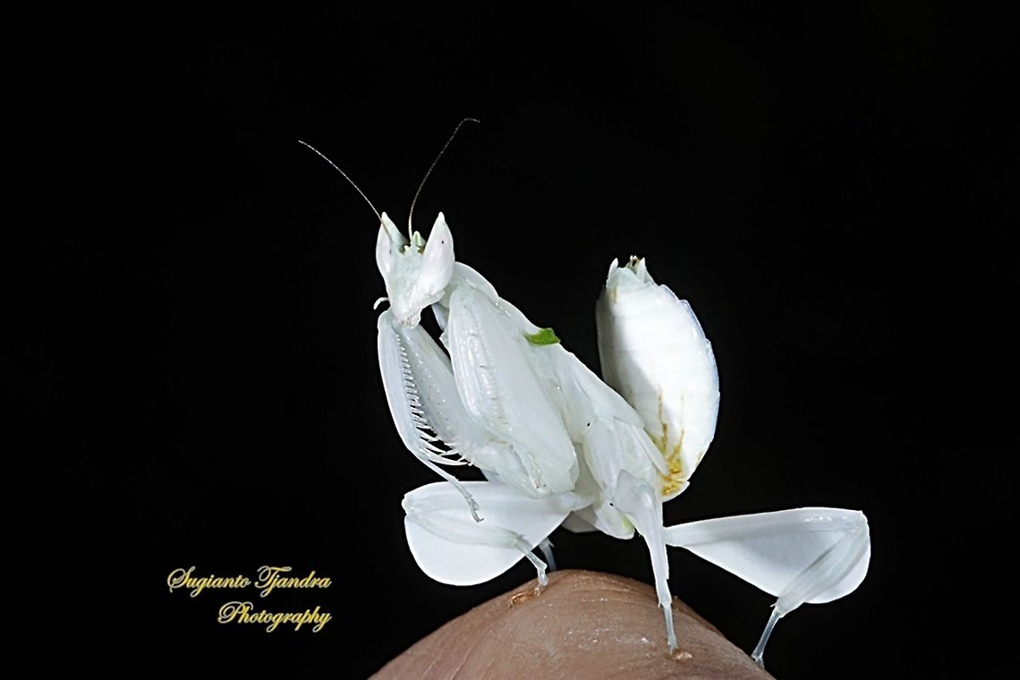 White flower mantis, Hymenopus (Hymenopodidae)  Geotagged,Indonesia,Spring