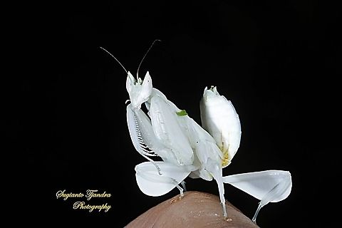 White flower mantis, Hymenopus (Hymenopodidae)  Geotagged,Indonesia,Spring