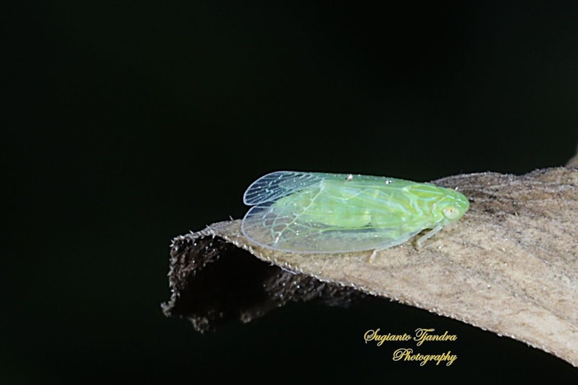 Grainy Planthopper (Kallitaxila granulata)  Geotagged,Indonesia,Kallitaxila granulata,Spring