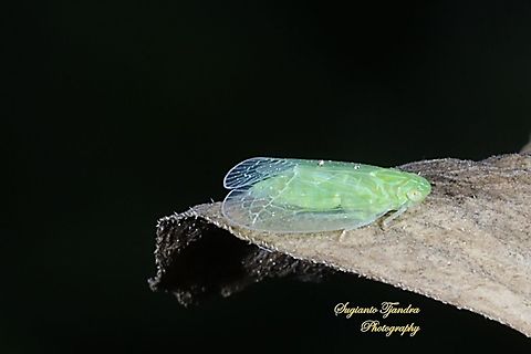 Grainy Planthopper (Kallitaxila granulata)  Geotagged,Indonesia,Kallitaxila granulata,Spring