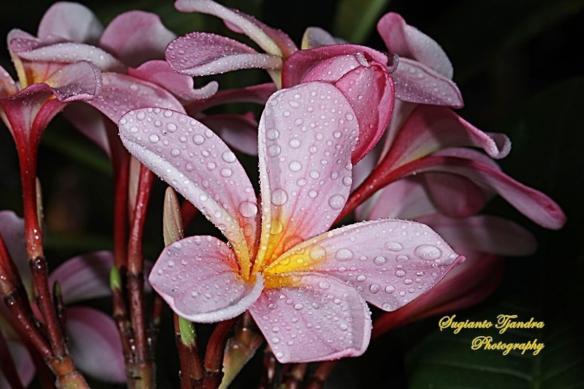 Pink Plumeria (Apocynaceae)  Geotagged,Indonesia,Spring