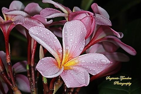 Pink Plumeria (Apocynaceae)  Geotagged,Indonesia,Spring