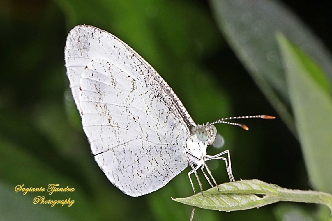 Leptosia nina fumigata, the psyche  Geotagged,Indonesia,Leptosia nina,Psyche,Spring