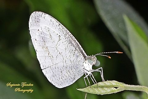 Leptosia nina fumigata, the psyche  Geotagged,Indonesia,Leptosia nina,Psyche,Spring